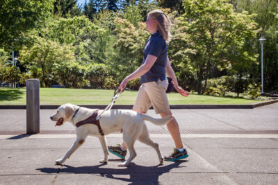 A woman walks with a yellow Lab guide dog.