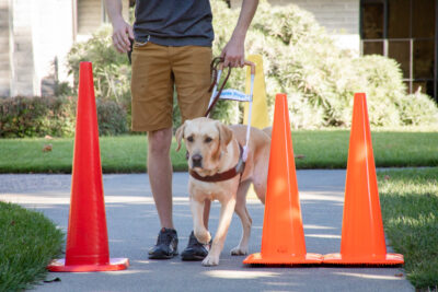 A guide dog works through a series of traffic cones.