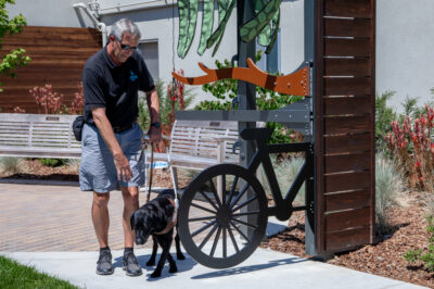 A guide dog mobility instructor training a dog to move around a stationary obstacle.
