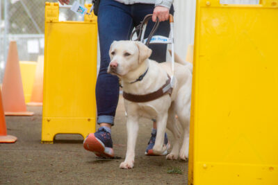 A yellow Lab guide dog navigating through a series of colorful objects set in its path.