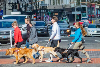 Three guide dog instructors and guide dogs crossing a busy urban street.