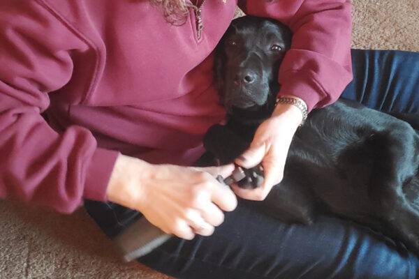 A puppy relaxing while having its nails trimmed with a dremel.