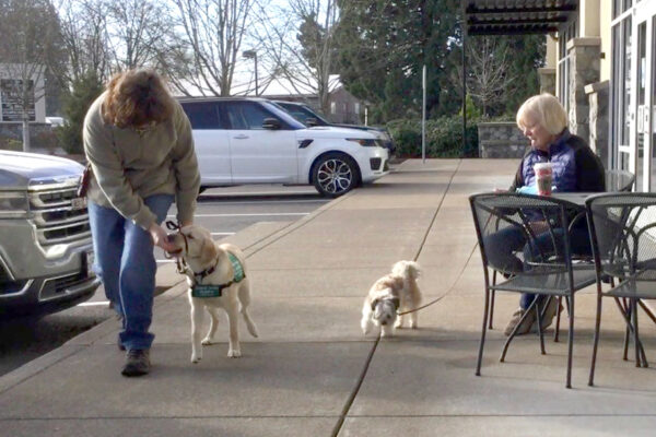 A puppy raiser and guide dog puppy walking past a curious dog and person.
