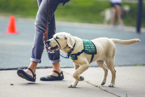 A guide dog puppy walking on a loose leash next to a person.