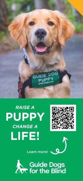 Graphic of a Golden Retriever guide dog puppy; text reads "Raise a puppy, change a life! Learn more!" Includes a QR code and the GDB logo.