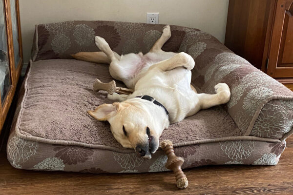 A puppy snoozing on his back on a dog bed with a couple of chew toys nearby.