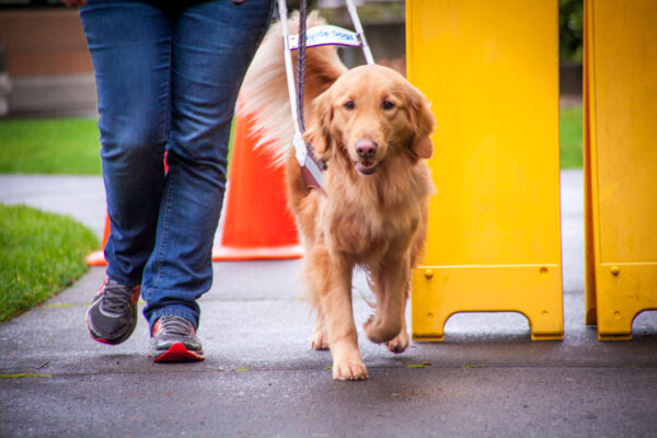 A Golden Retriever guide dog works around an obstacle on a sidewalk.