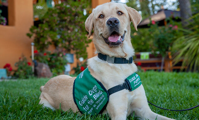 A yellow Lab guide dog puppy lies in the grass and grins for the camera.