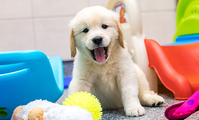 A Golden Retriever puppy surrounded by colorful toys.