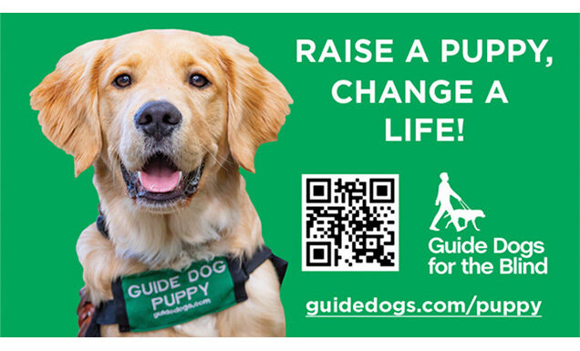 Graphic featuring a Golden Retriever guide dog puppy, QR code, GDB logo, and text that reads Raise a Puppy, Change a Life!