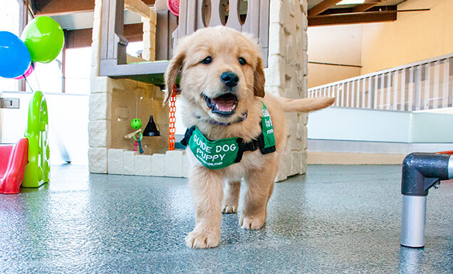 A Golden Retriever guide dog puppy at play.