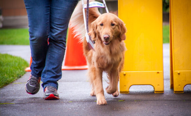 A Golden Retriever guide dog works around an obstacle on a sidewalk.