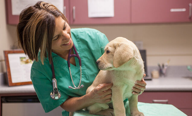 A veterinarian with a yellow Lab puppy.