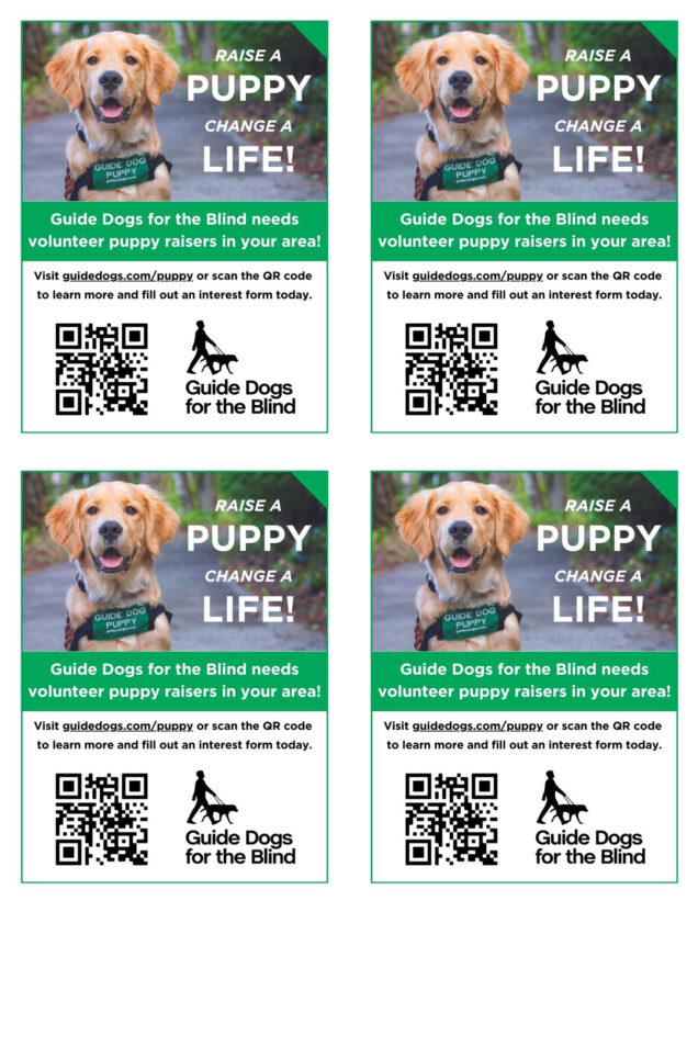 A mini puppy raising informational flyer showing four of the same flyer on one page - the flyer features a Golden Retriever guide dog puppy in training, a QR code, and text for how to contact GDB.