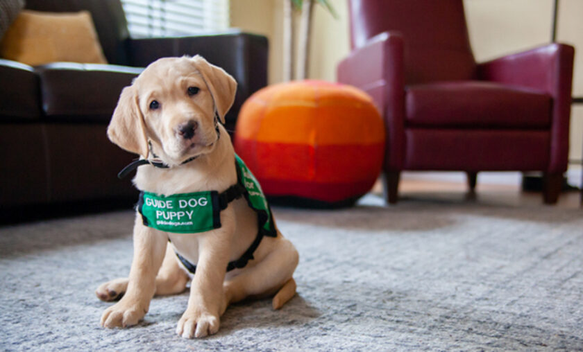 Yellow Lab guide dog puppy sits in a living room.