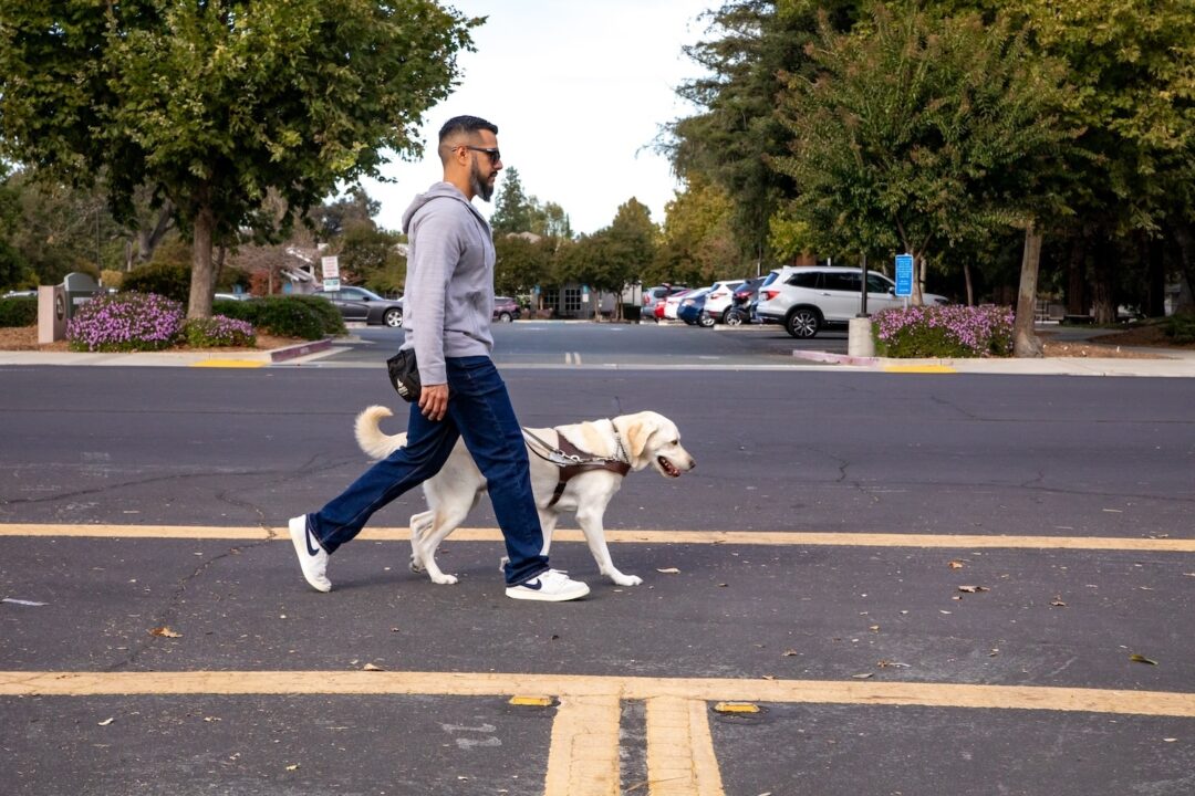 A man walks across the street with his yellow Lab guide dog.