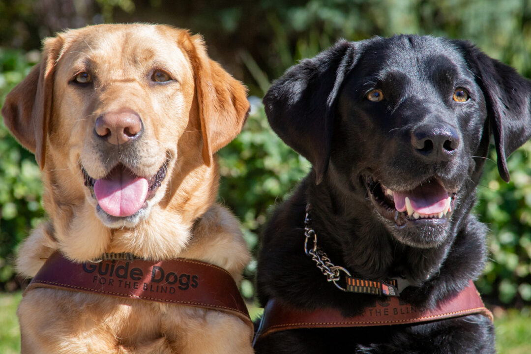 Two smiling guide dogs sit side by side in the sun.