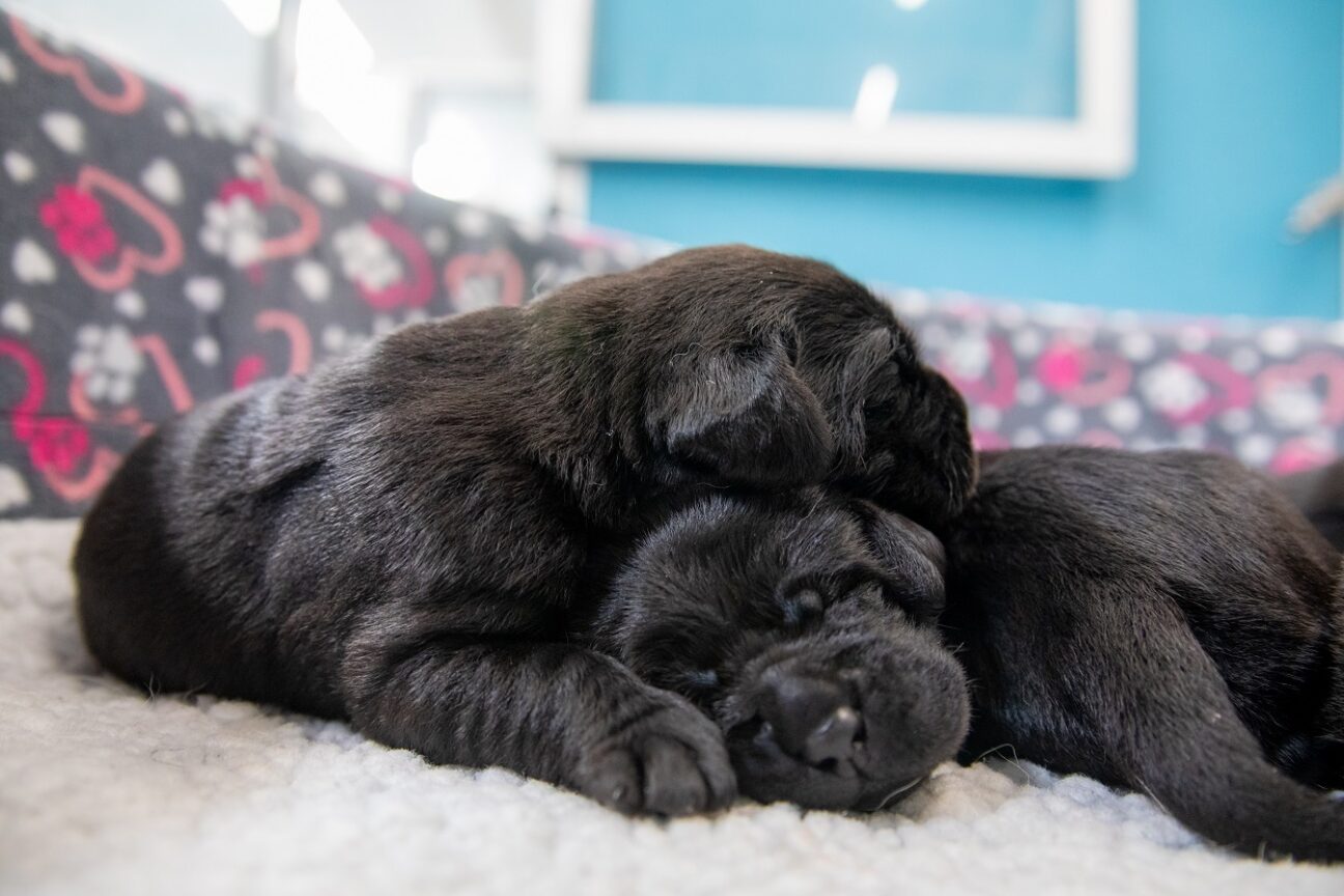 Two black Labrador neonates nestled together asleep. They are lying on a fleece surface with a heart and paw print patterned fabric in the background.
