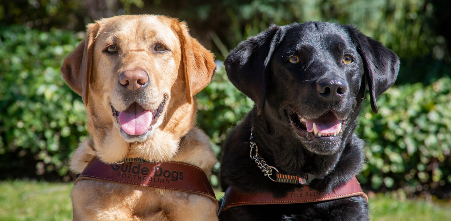 Two smiling guide dogs sit side by side in the sun.