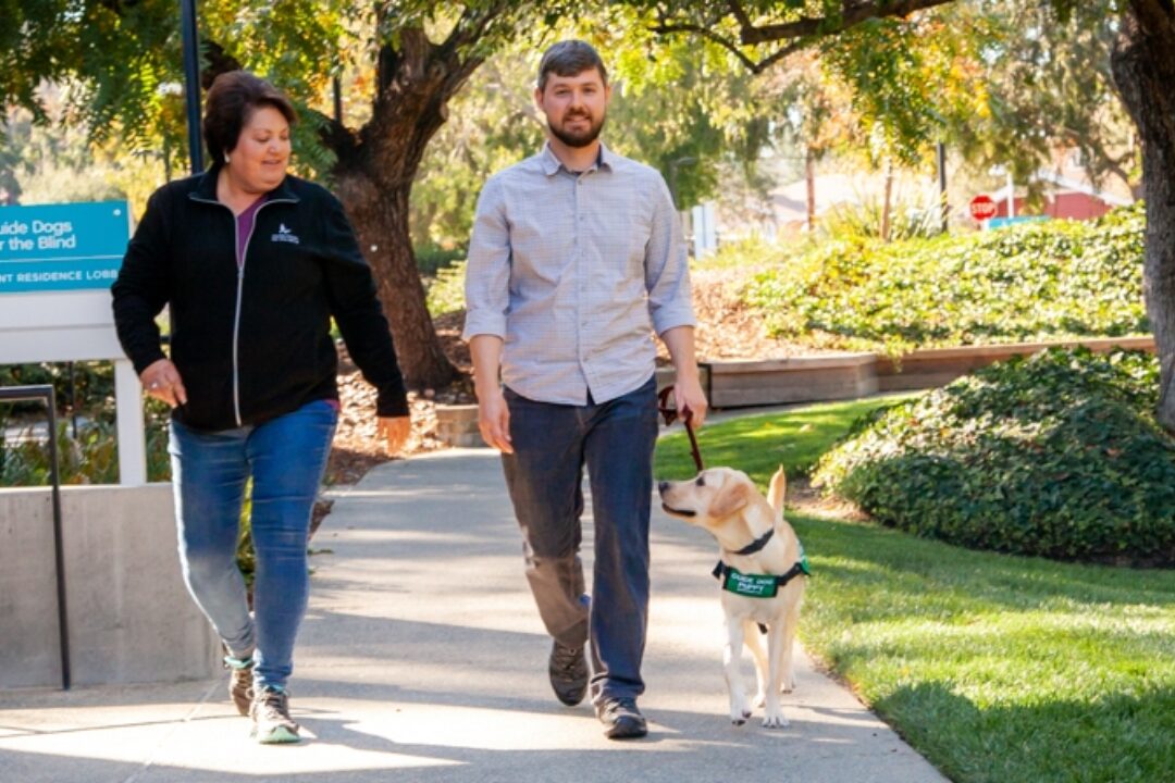 A puppy raising community field representative walking with a puppy raiser and guide dog puppy.