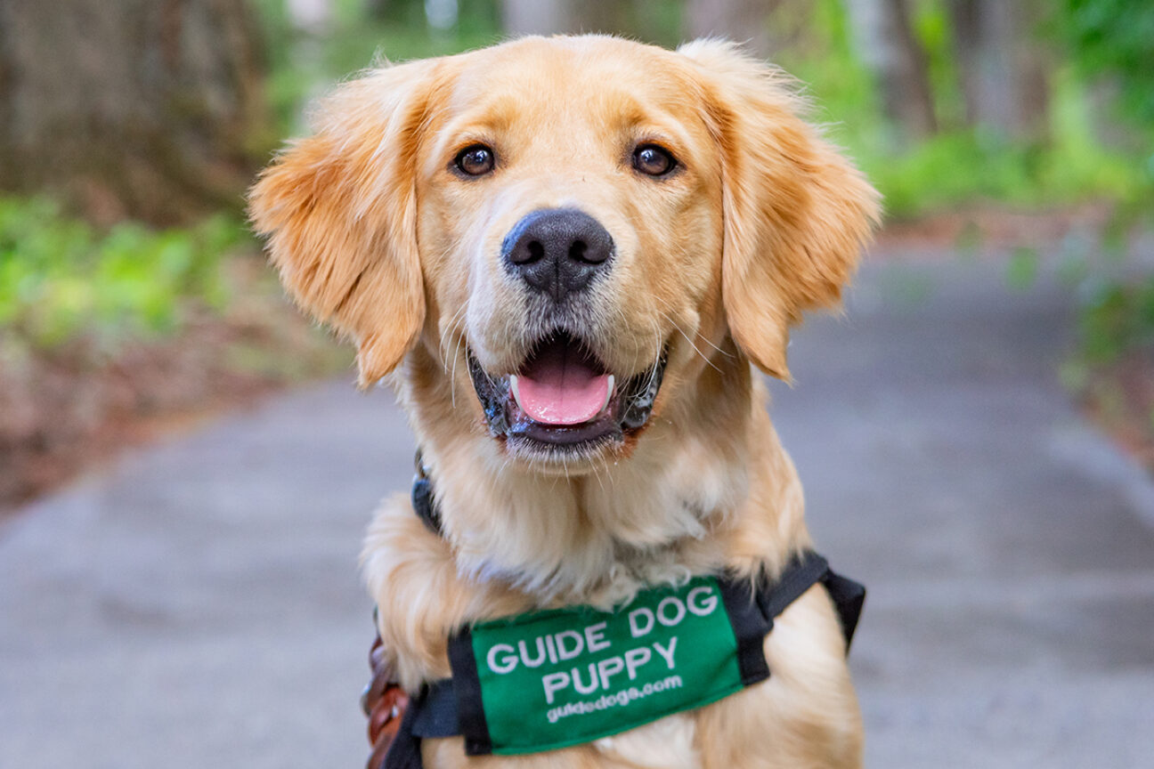 A very happy and very fluffy Lab x Golden guide dog puppy.