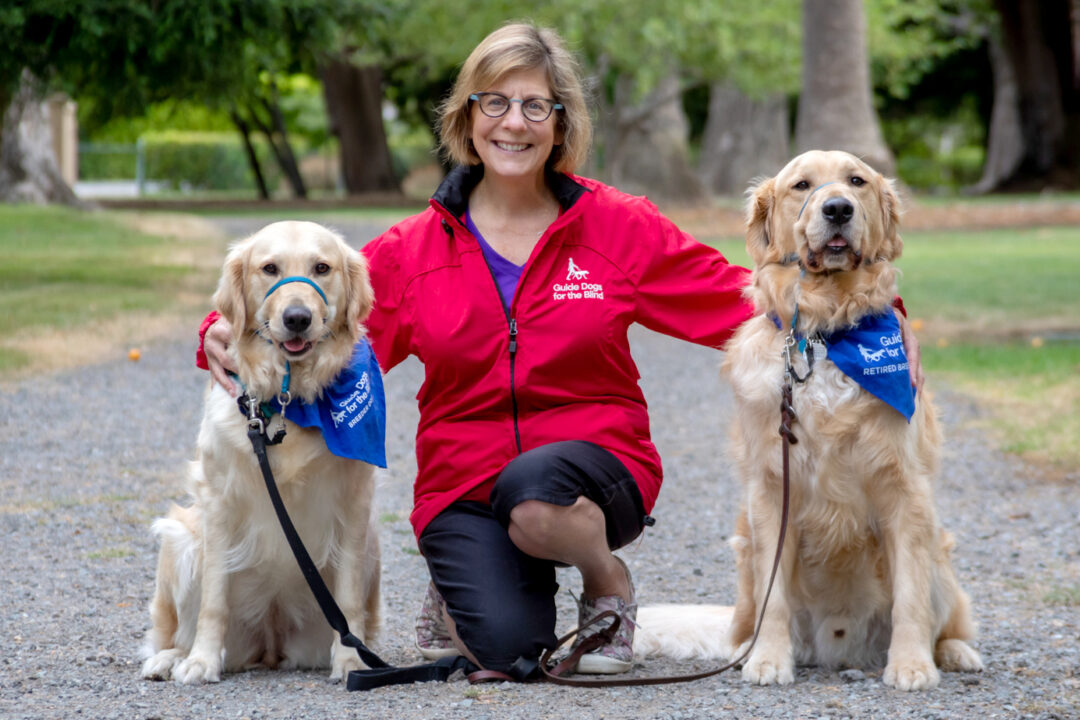 A woman kneels next to two Golden Retriever breeder dogs for Guide Dogs for the Blind.