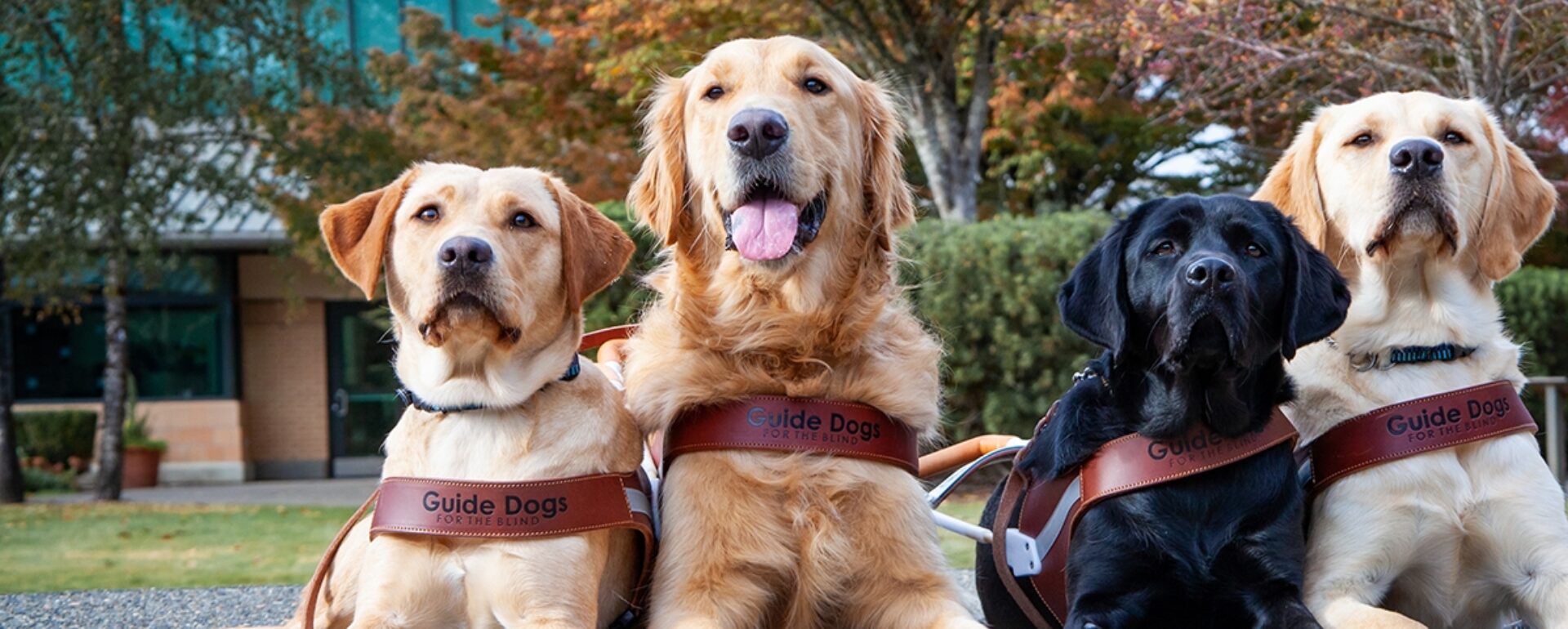 Four guide dogs lying next to one another in a line facing the camera.