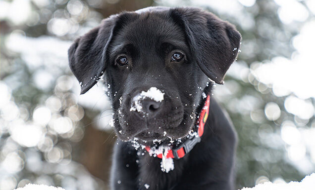 A black Lab puppy with a red collar and snow on its nose against a snowy background