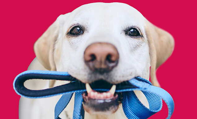 A yellow Lab holding a blue leash in its mouth.