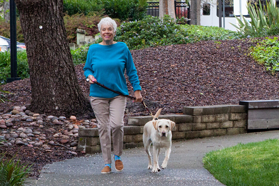 A woman walks a yellow Lab dog on the grounds of GDB's California campus.