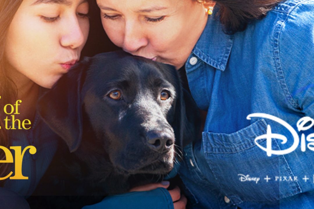 How Can You Tell If Puppy Is Blind