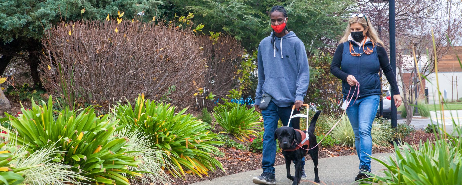 A young man walks beside a black Lab guide dog on a simulated walk with a GDB instructor.