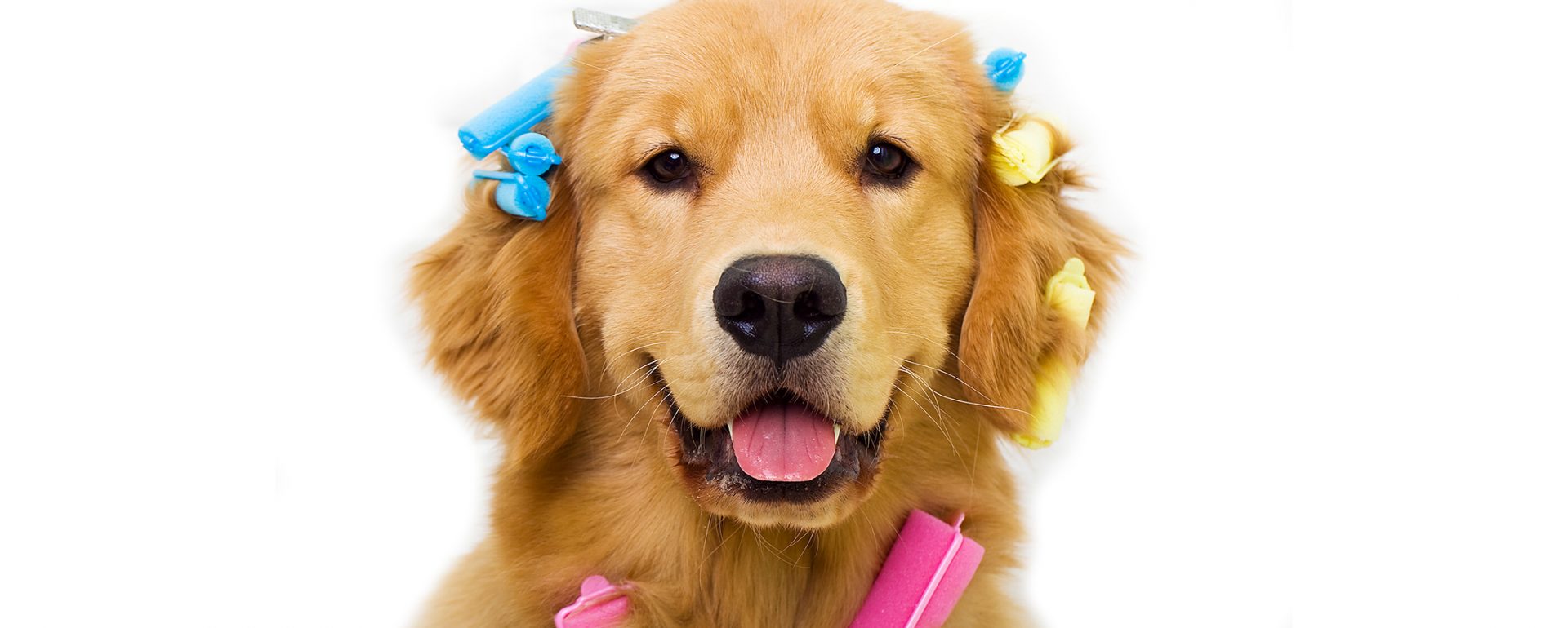 A guide dog with curlers in it's hair