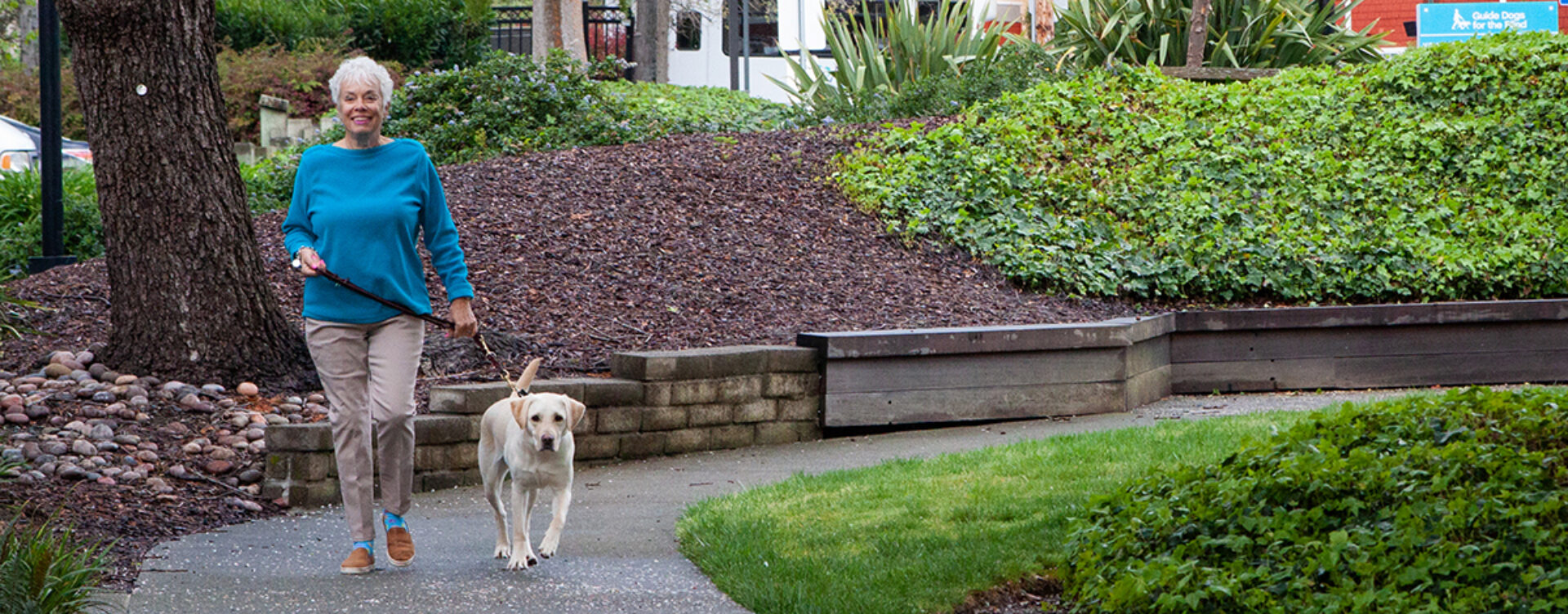 A woman walks a yellow Lab dog on the grounds of GDB's California campus.