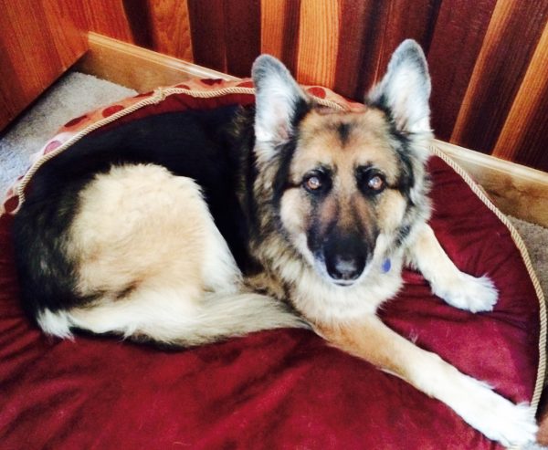 Domino (black and tan German Shepherd) lies on her maroon dog bed looking up at the camera.
