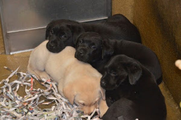 A pile of sleeping black and yellow Lab puppies.