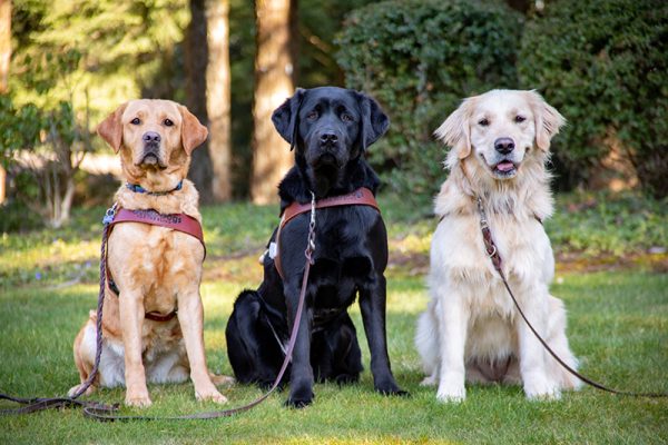 Three guide dogs