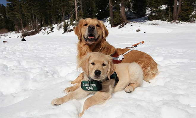 Contact Us | Guide Dogs for the Blind