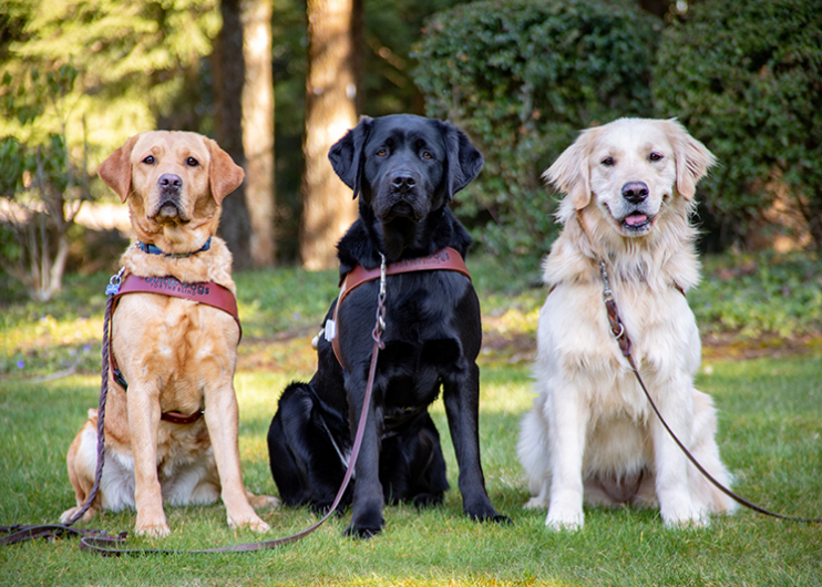 Three guide dogs