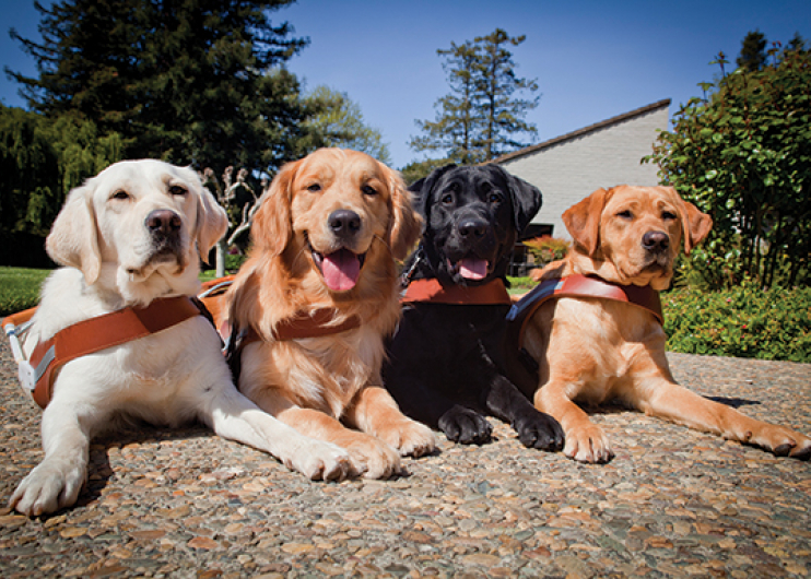 A portrait of four guide dogs sitting on a path on a sunny day.